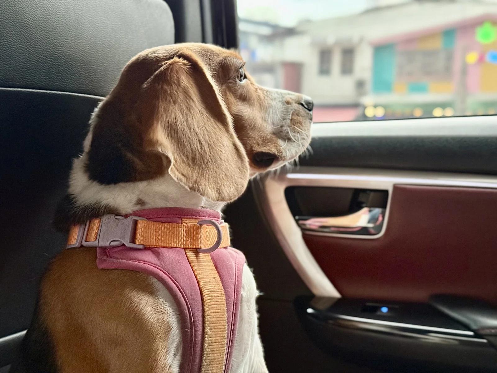 Four Excited Pointers in a Car: Enjoy the Clip, Rethink the Journey