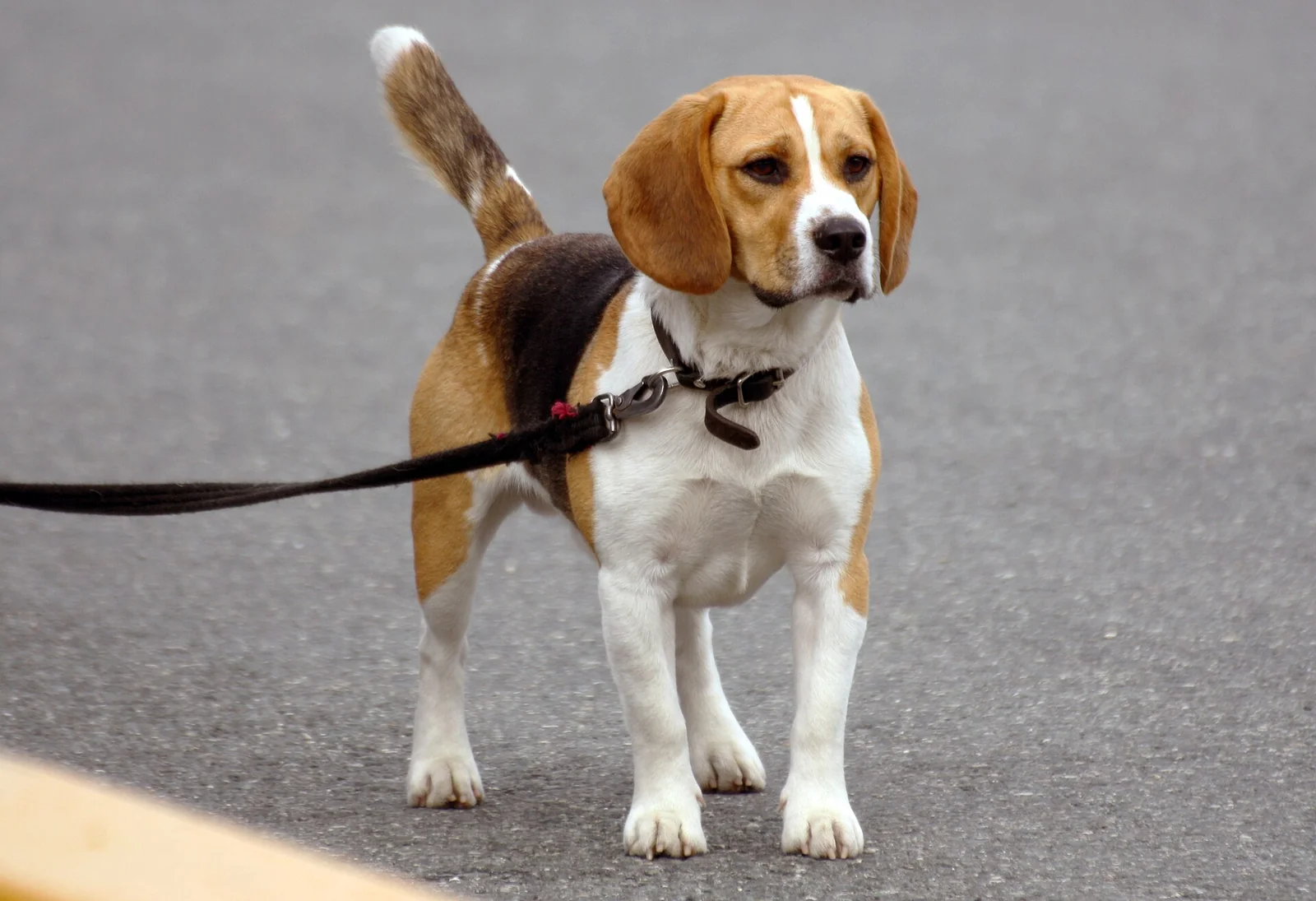 Dog Training Collars and Tools: What Helps, and What to Leave Out