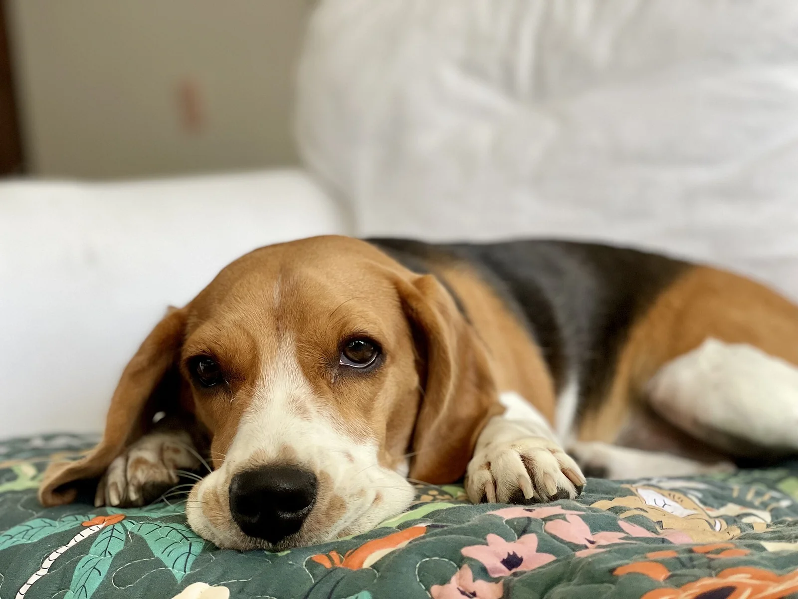 Helping a Dog Feel Comfortable Home Alone