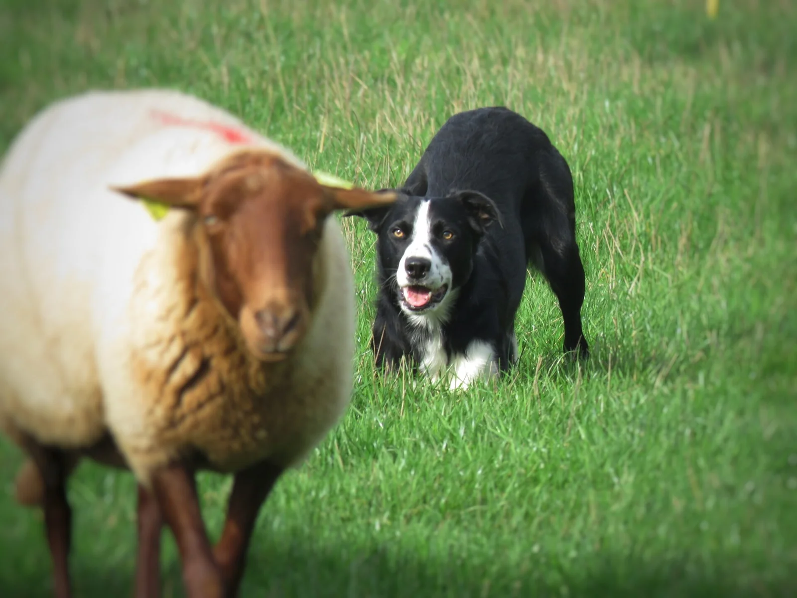 Active Working Dogs: Can Your Routine Keep Up?