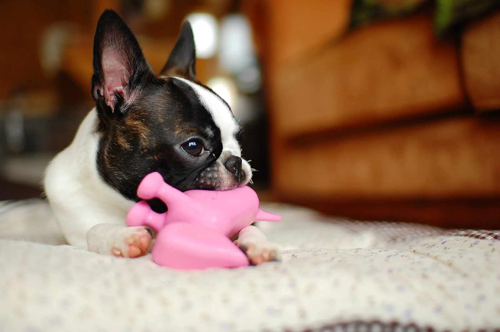 Luxury Dog Accessories: What Is Actually Worth Paying For?