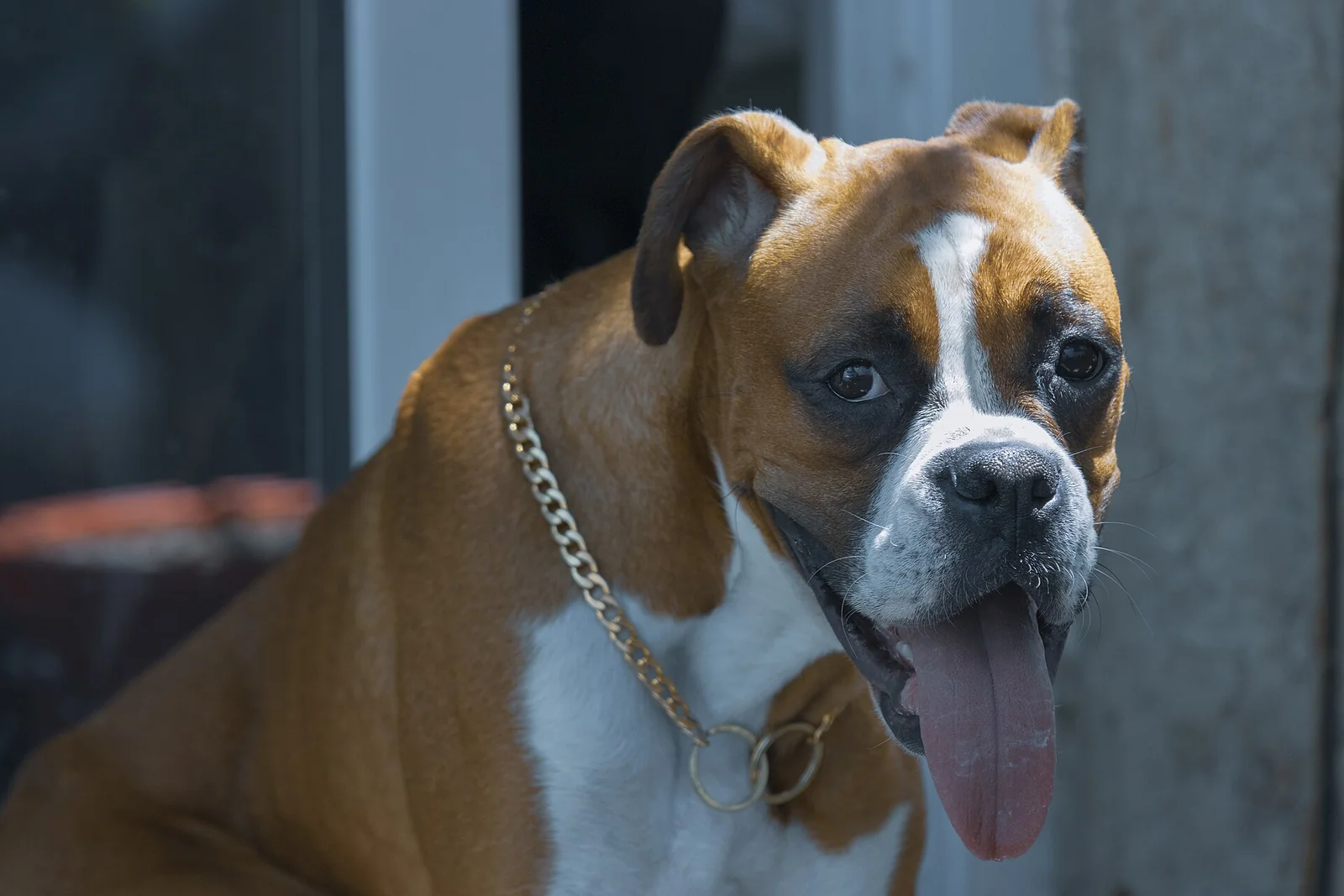 Boxer and Indian Pariah Dog Feeding: Build a Useful Portion Plan