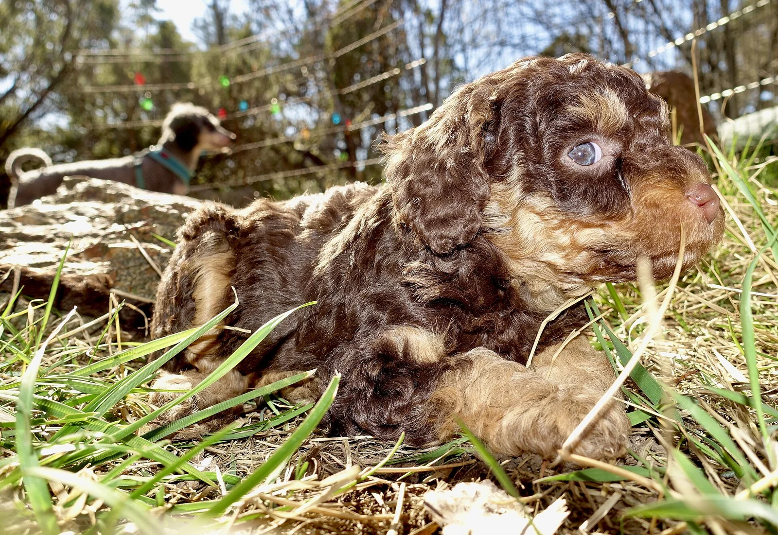 Bonding With Your Puppy: Let Trust Grow in Ordinary Moments