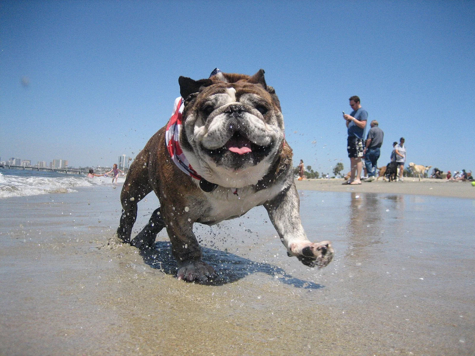 A bulldog running along the edge of the sea
