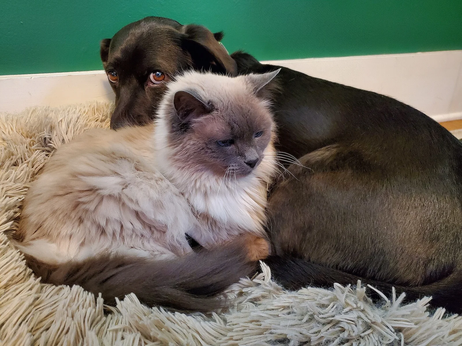 The Yorkie and the Following Kitten: A Sweet Clip with an Incomplete Backstory