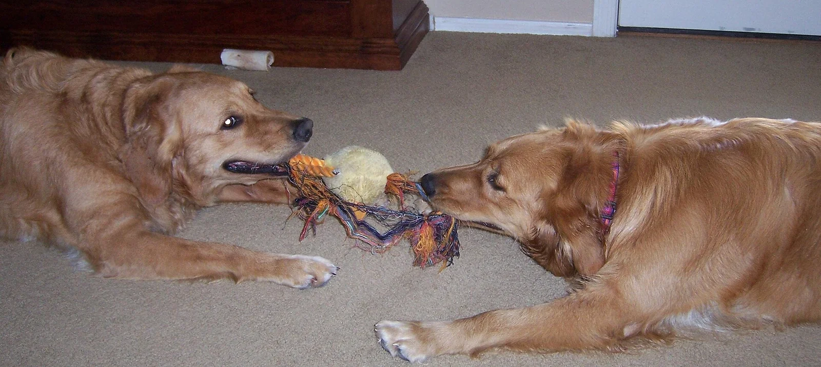 Two Golden Retrievers playing tug with a rope toy indoors