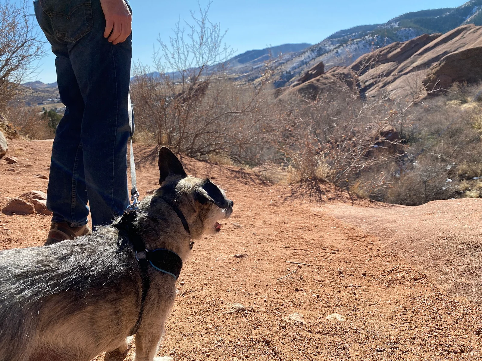 Dog Travel Safety: Plan for the Moments Between Activities