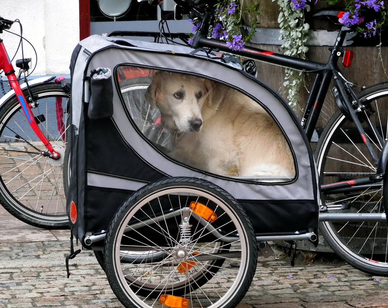 Dog Travel Health Certificates: Get the Paperwork in Order