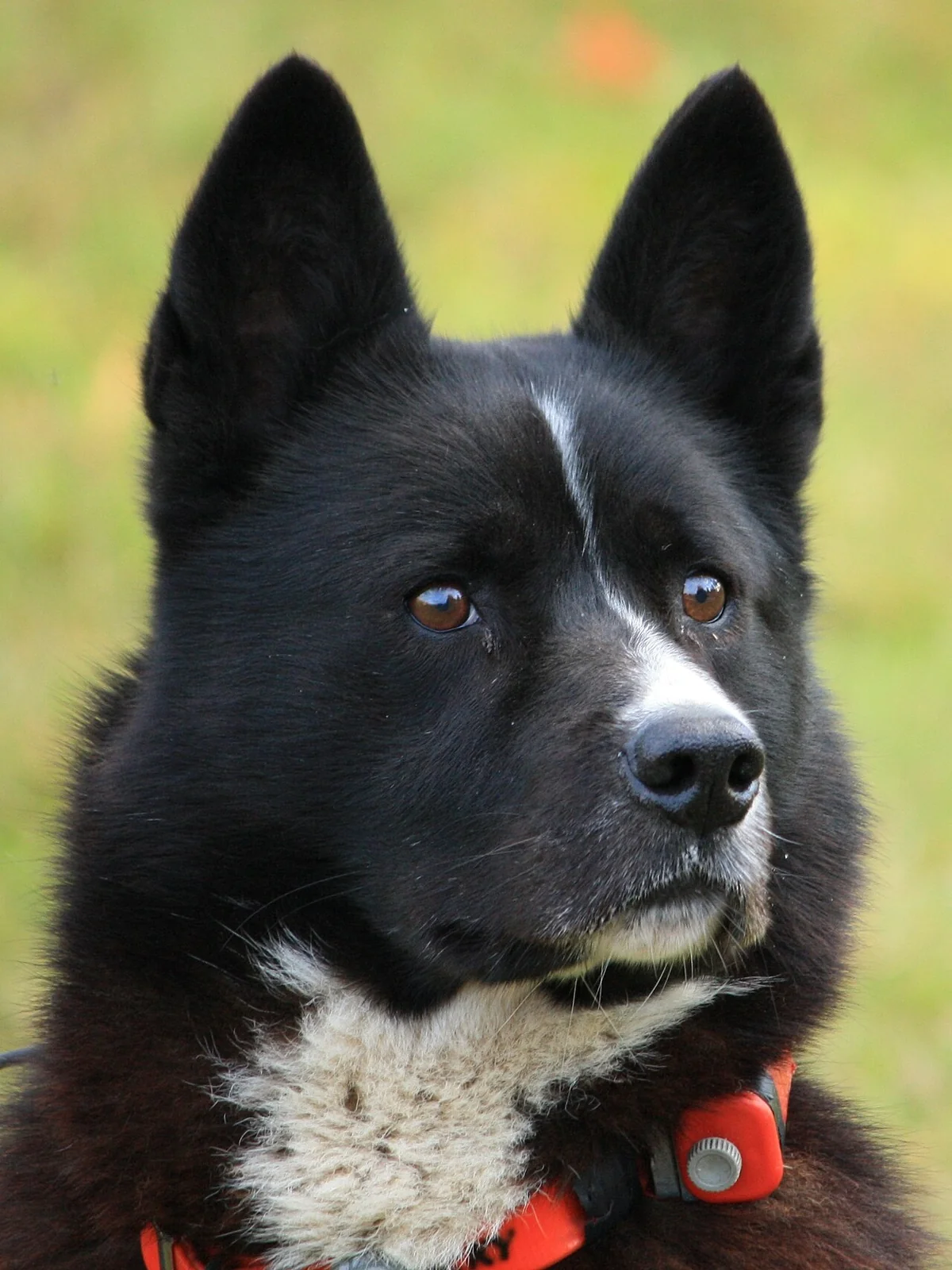 Smart Dog Accessories: Useful Features and Questions to Ask
