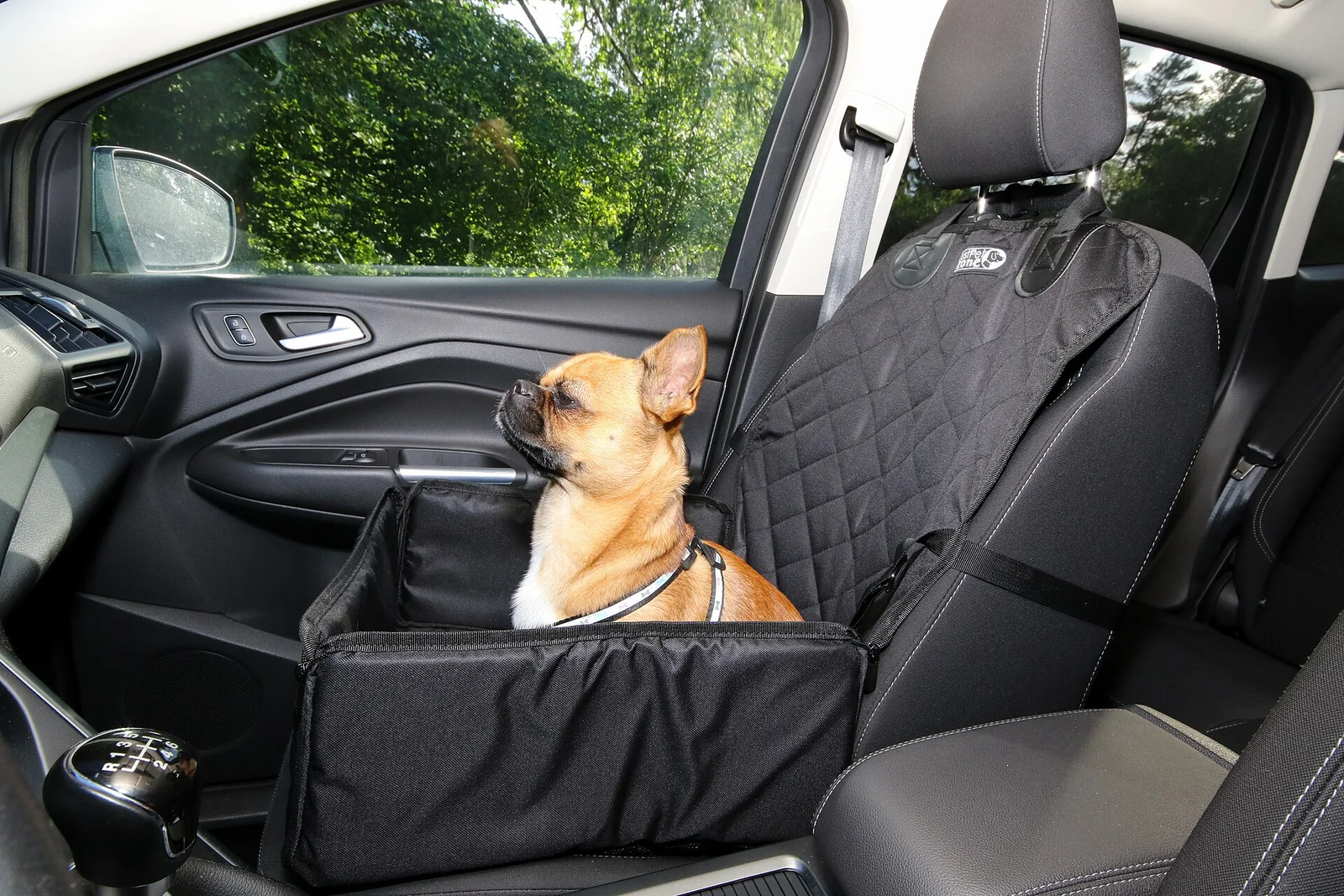 Your Puppy’s First Car Trips: Keep Them Short and Predictable