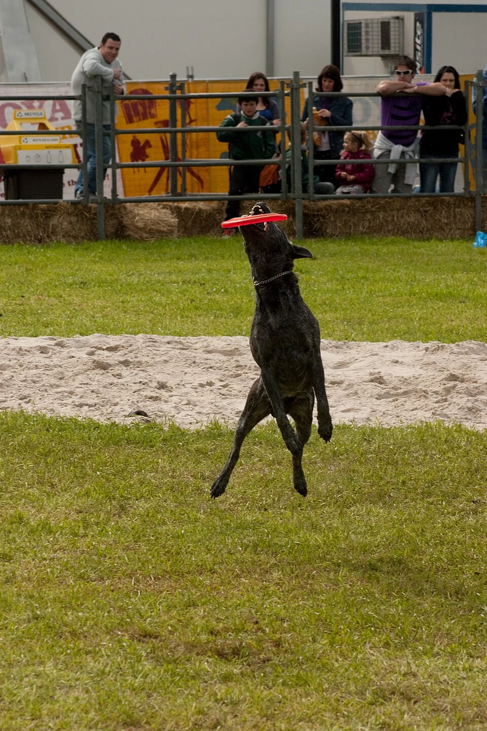 Australian Cattle Dog jumping for a flying disc outdoors