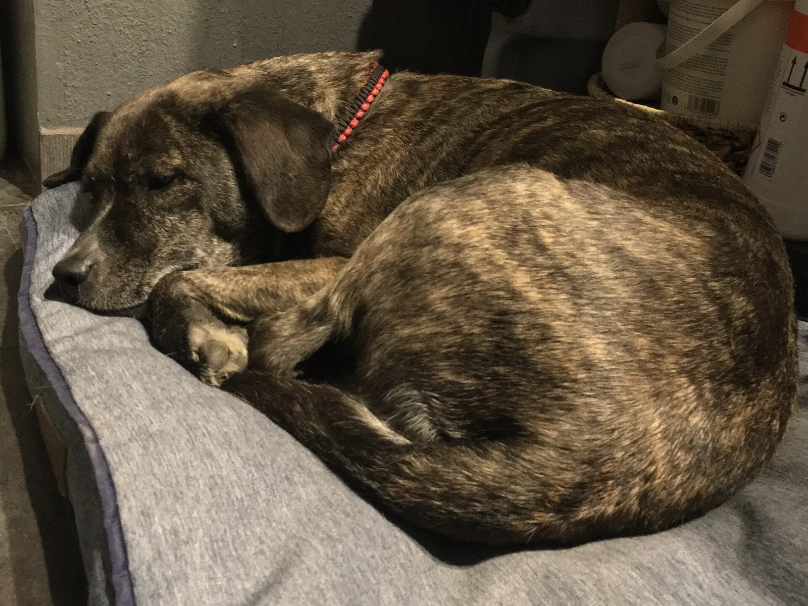 Luna’s Extra Time: What Her Owners Said About an Unexpected Recovery