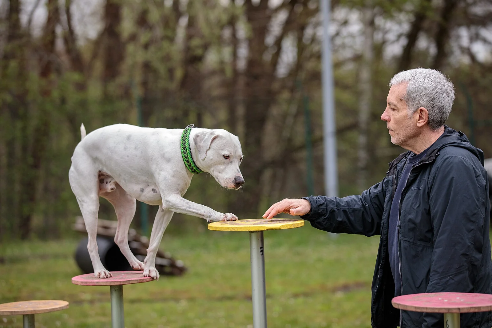 Dog Training for Beginners: Start With One Small Win