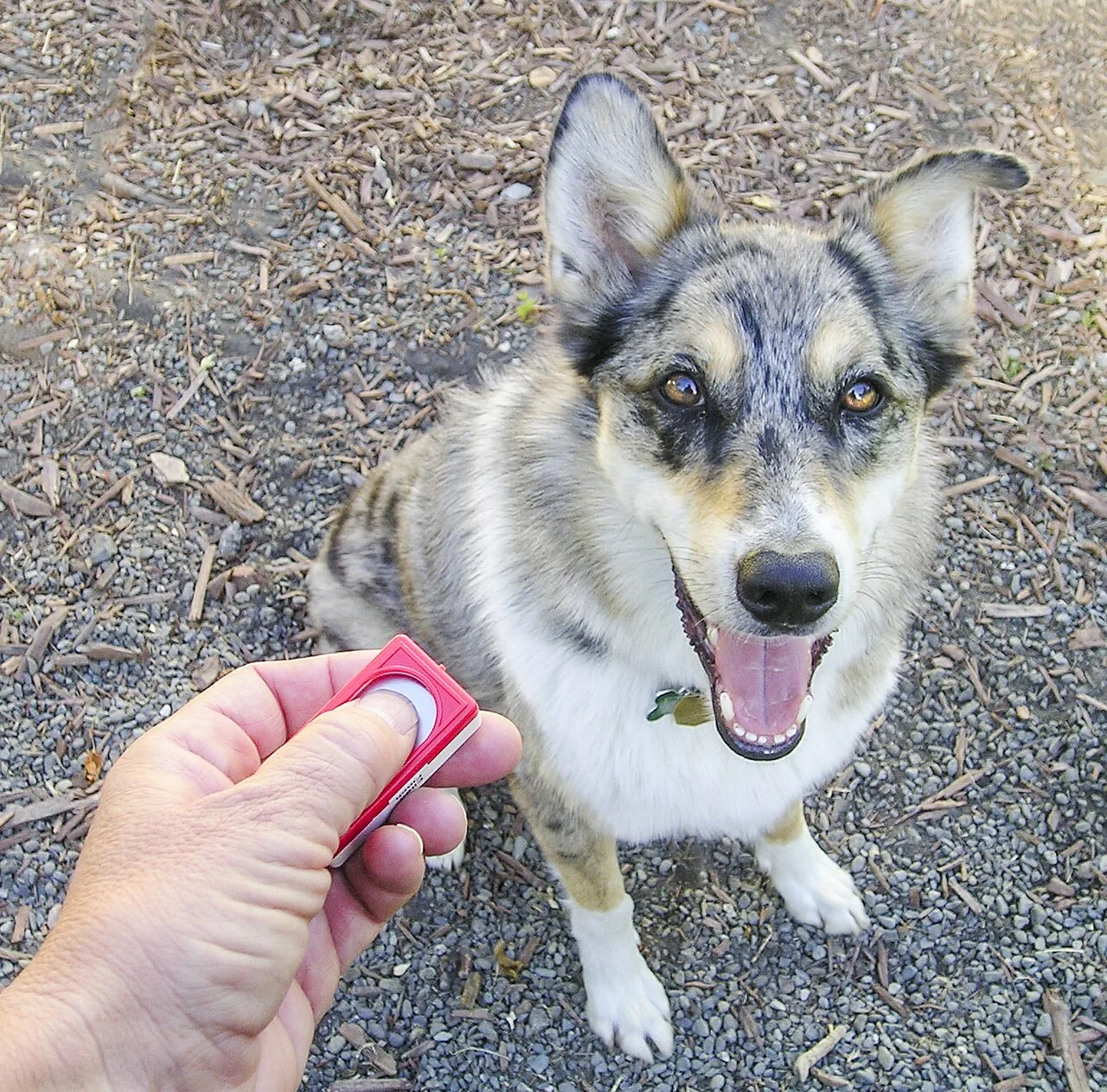 Hand holding a pink clicker in front of an attentive dog