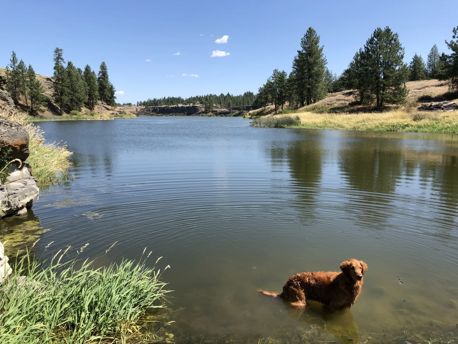 Planning a Trip With Your Dog: Start With Their Normal Day