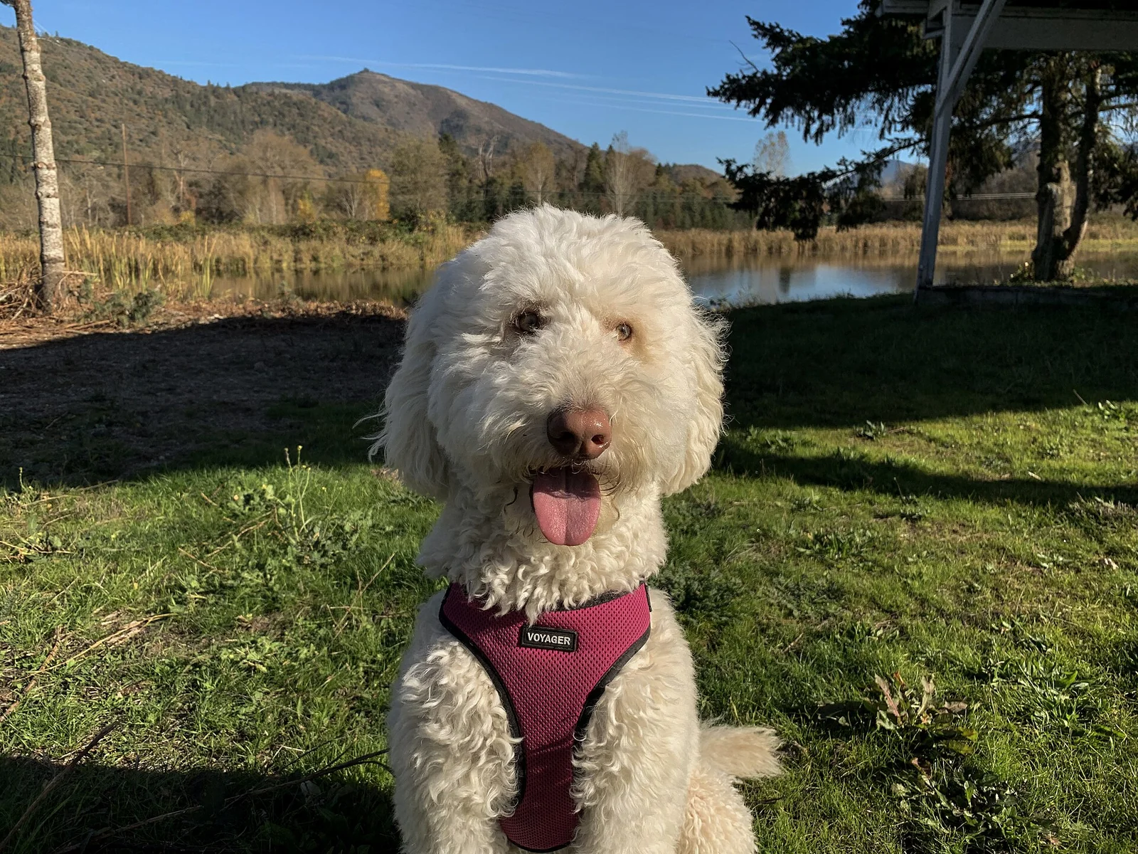 Designer Dogs and Mixed Breeds: What You Can and Cannot Predict
