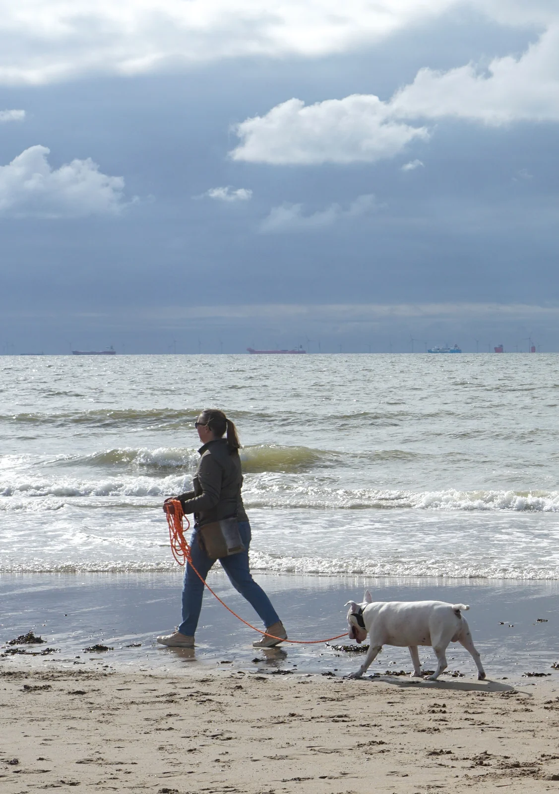 Flying With a Dog: Practise Before Airport Day