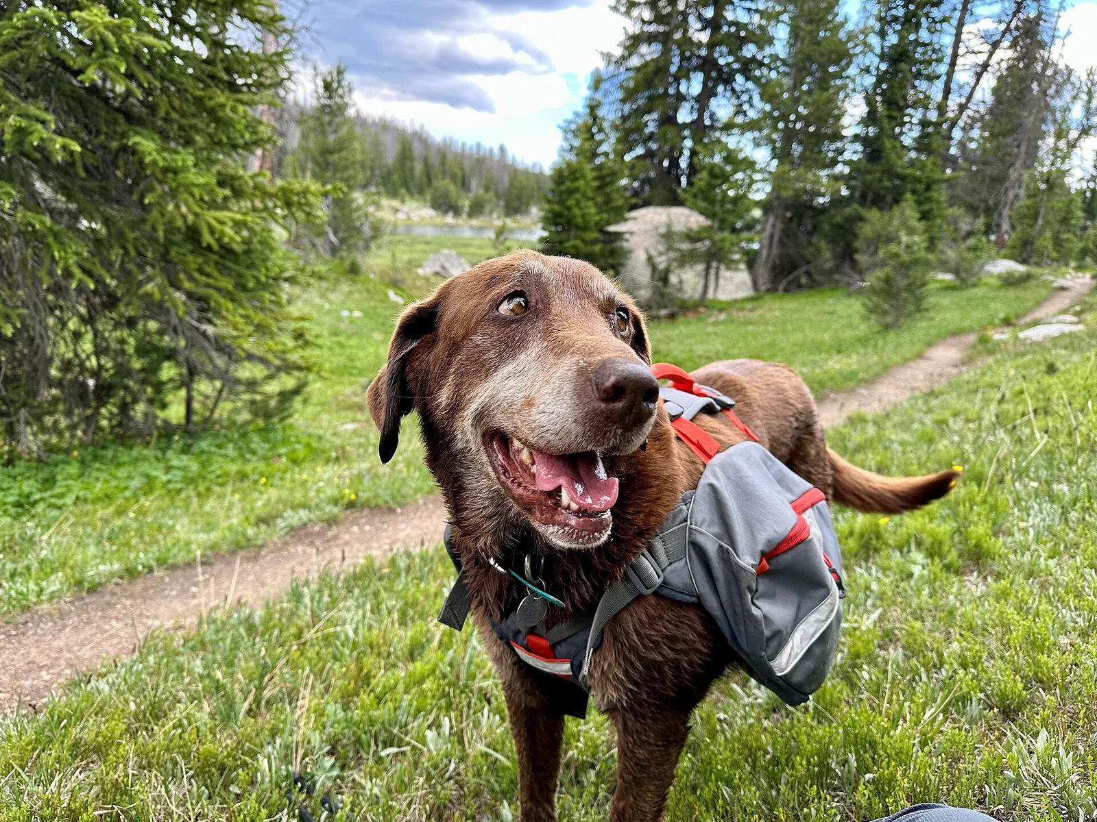 The Dog Travel Bag You Can Pack Without Guesswork