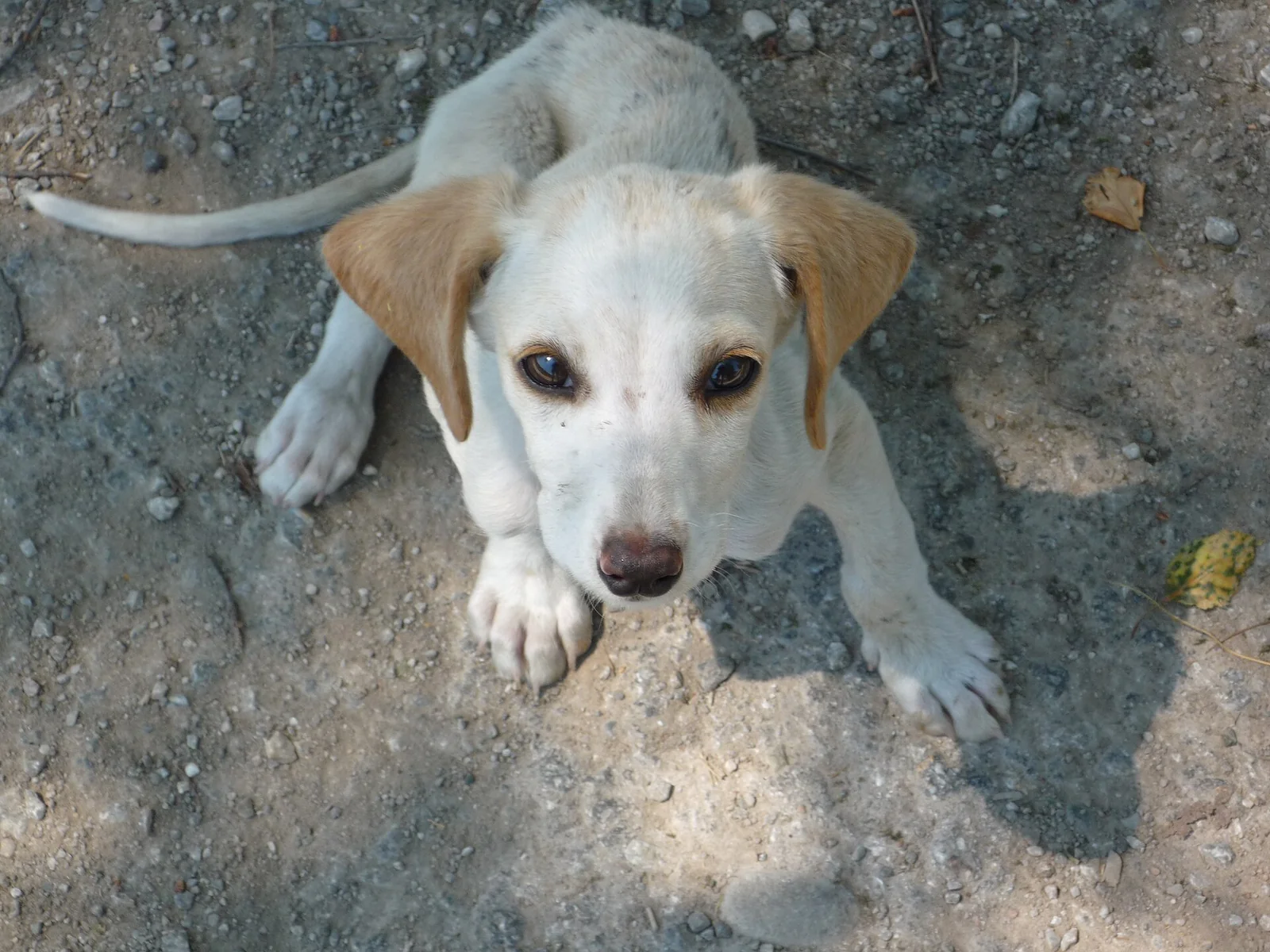 Daily Puppy Care: Build a Routine You Can Actually Keep