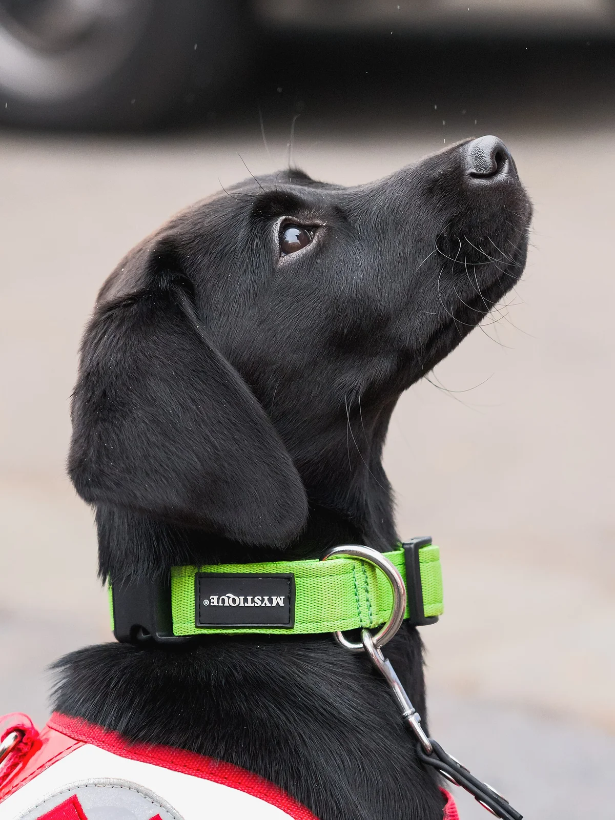 Dog Snacks at Barbecues and Parties: Keep the Menu Small