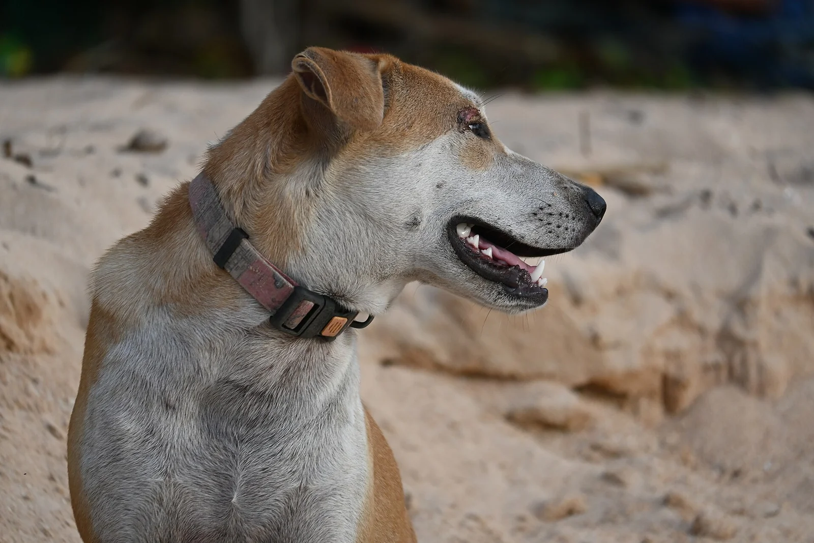 Booking Dog-Friendly Accommodation: Questions Worth Asking