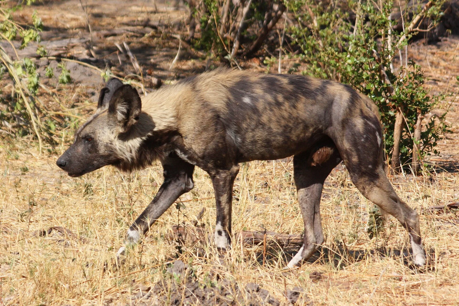 Wild Canids Beyond the Family Dog: Three Species Worth Knowing