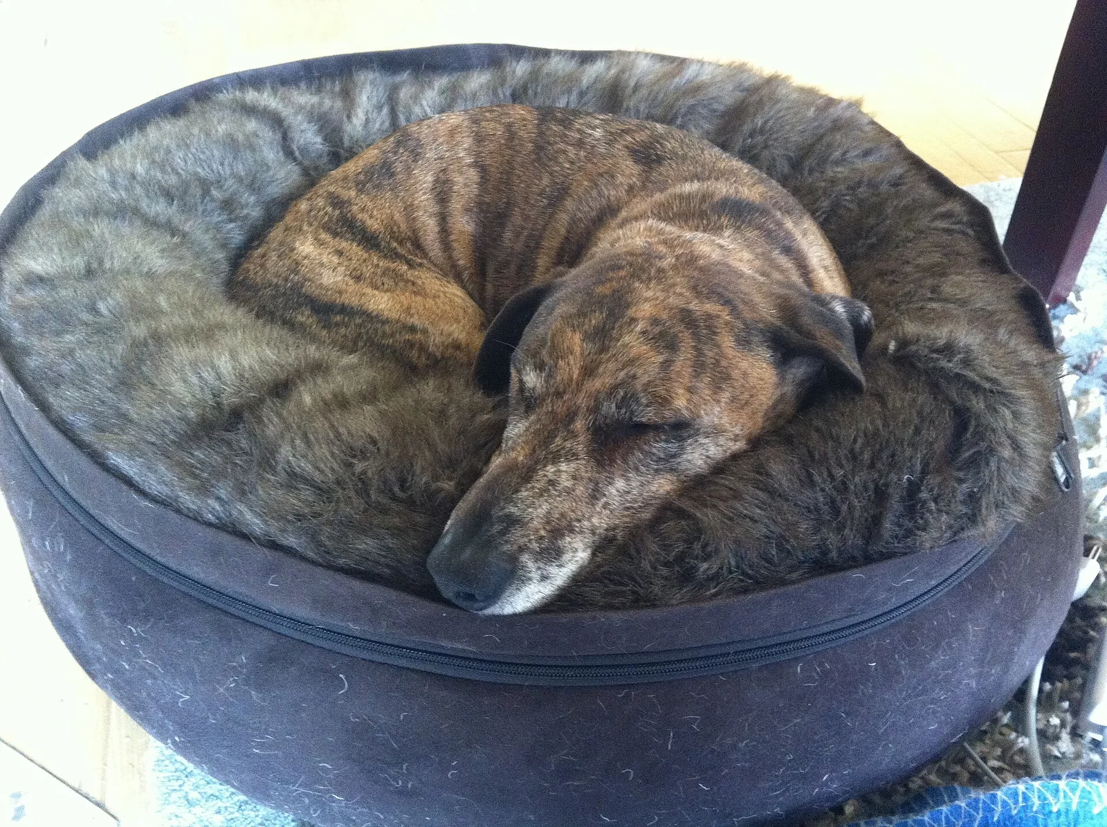 Easy DIY Dog Accessories for a More Organised Home