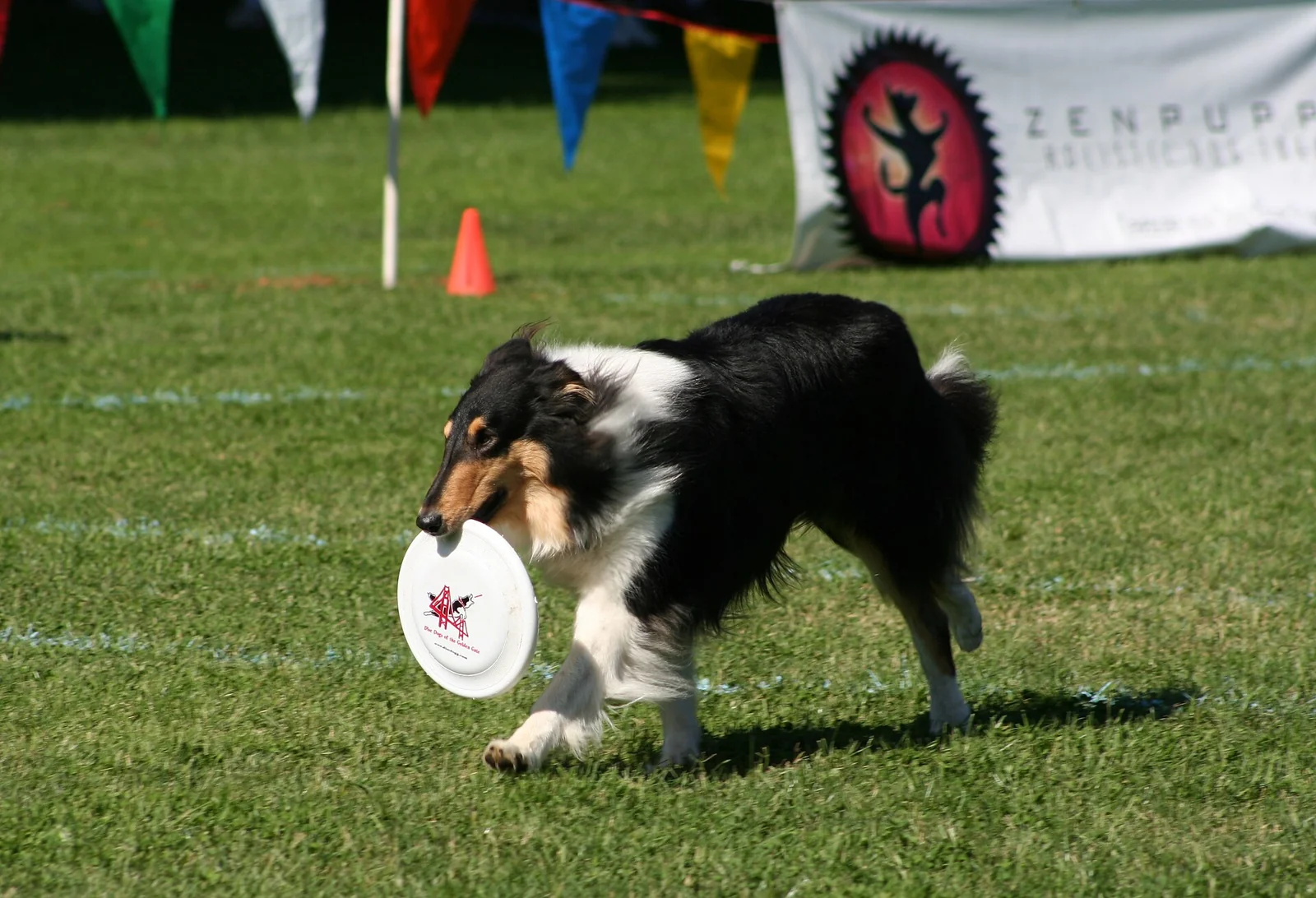 Collie, Beagle or Schnauzer: Turn Breed Health Lists Into Useful Questions
