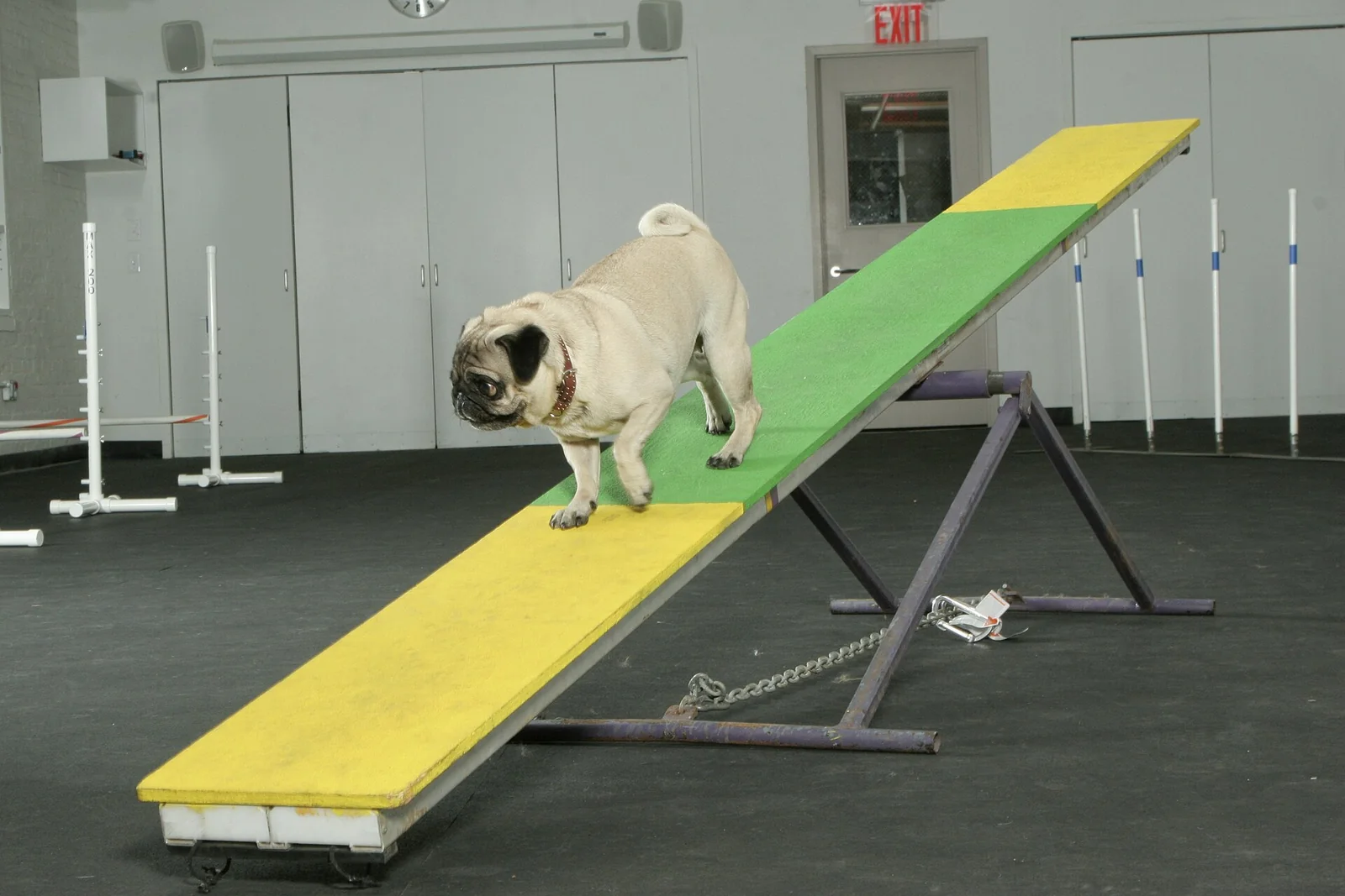 Pug walking down a colored agility seesaw indoors