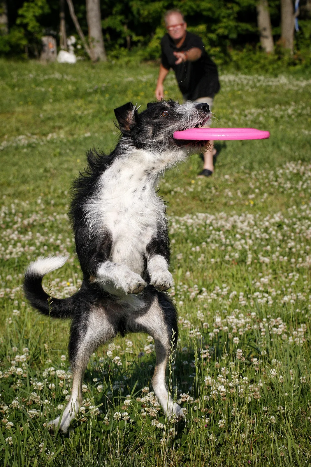 Teaching Dog Tricks: Small Steps Make the Fun Part Work