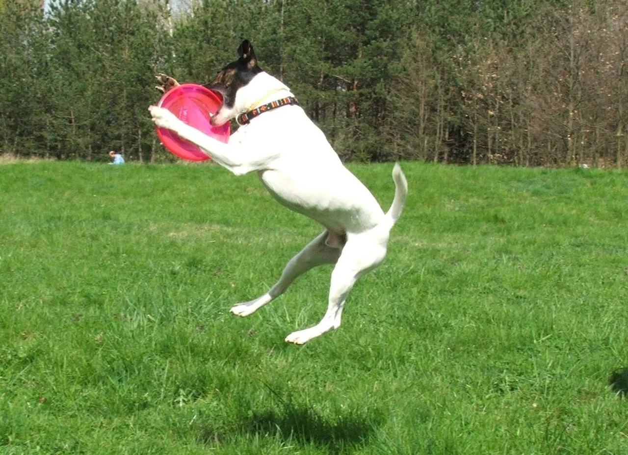 Dogtopia’s Virtual World: A Starting Point for Daycare Questions