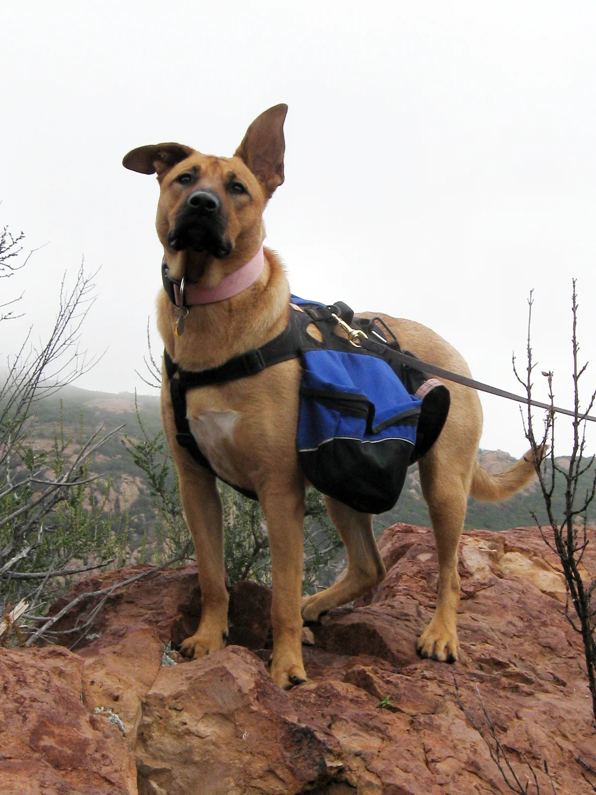 Hiking With Your Dog: Choose the Walk Before the Gear