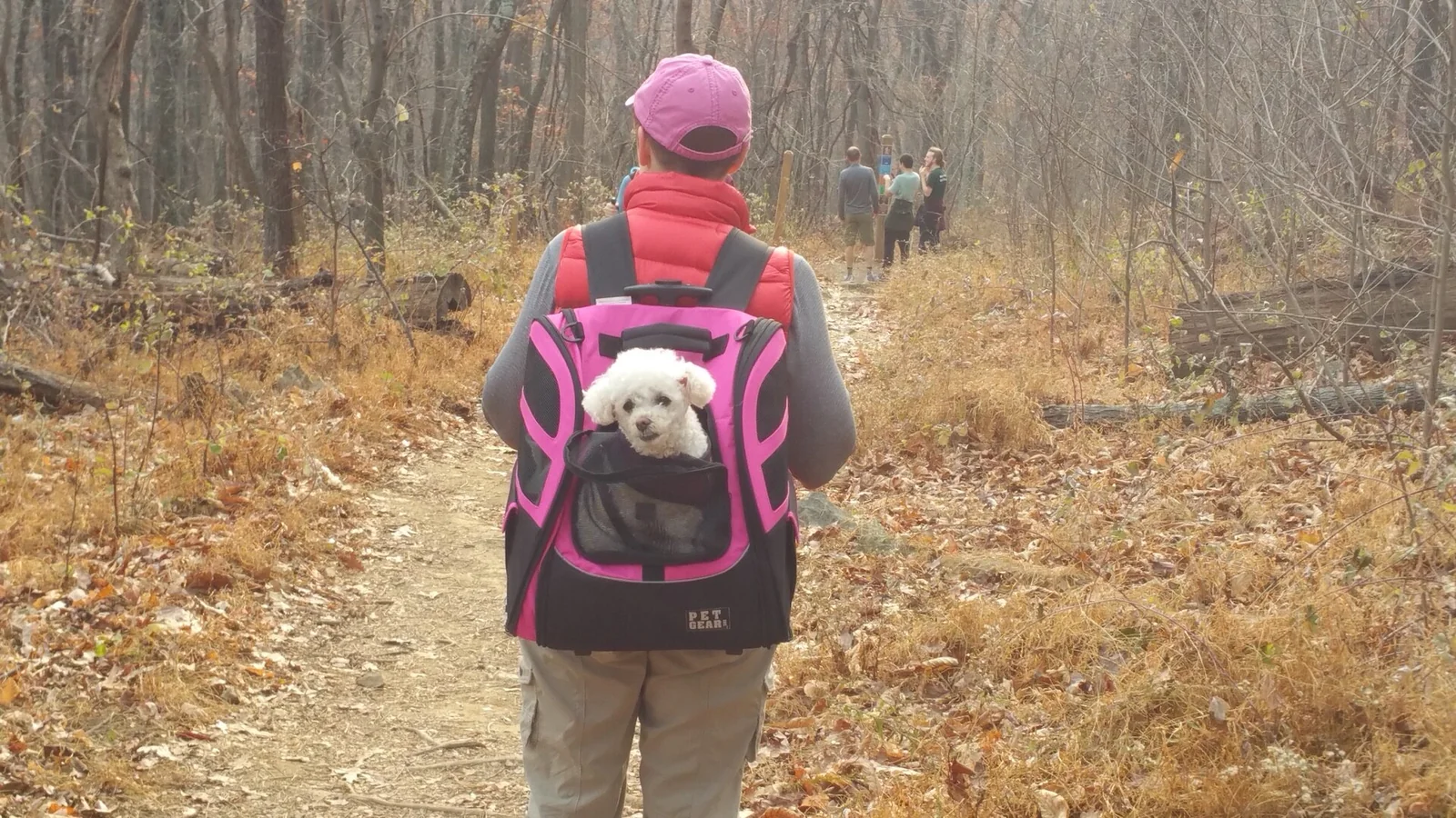 Choosing an Airline for Your Dog: Compare the Actual Journey