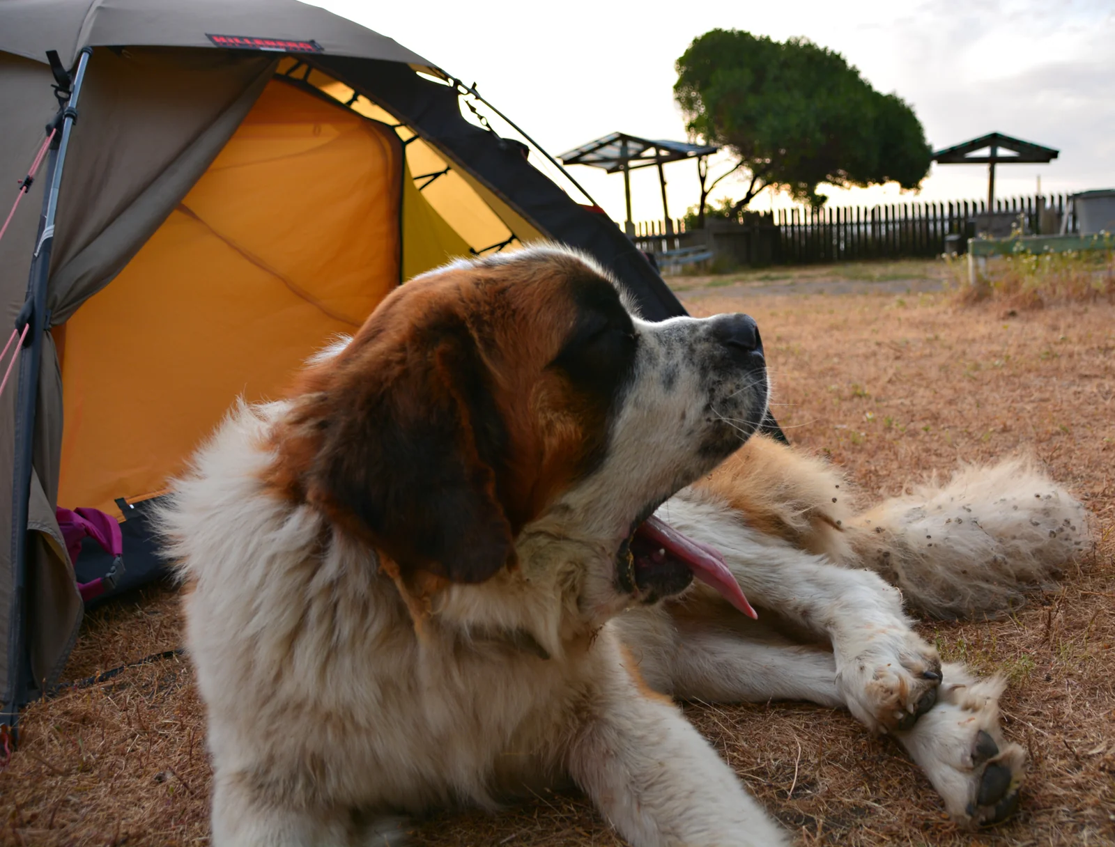 A Dog-Friendly Road Trip Needs More Than a Route
