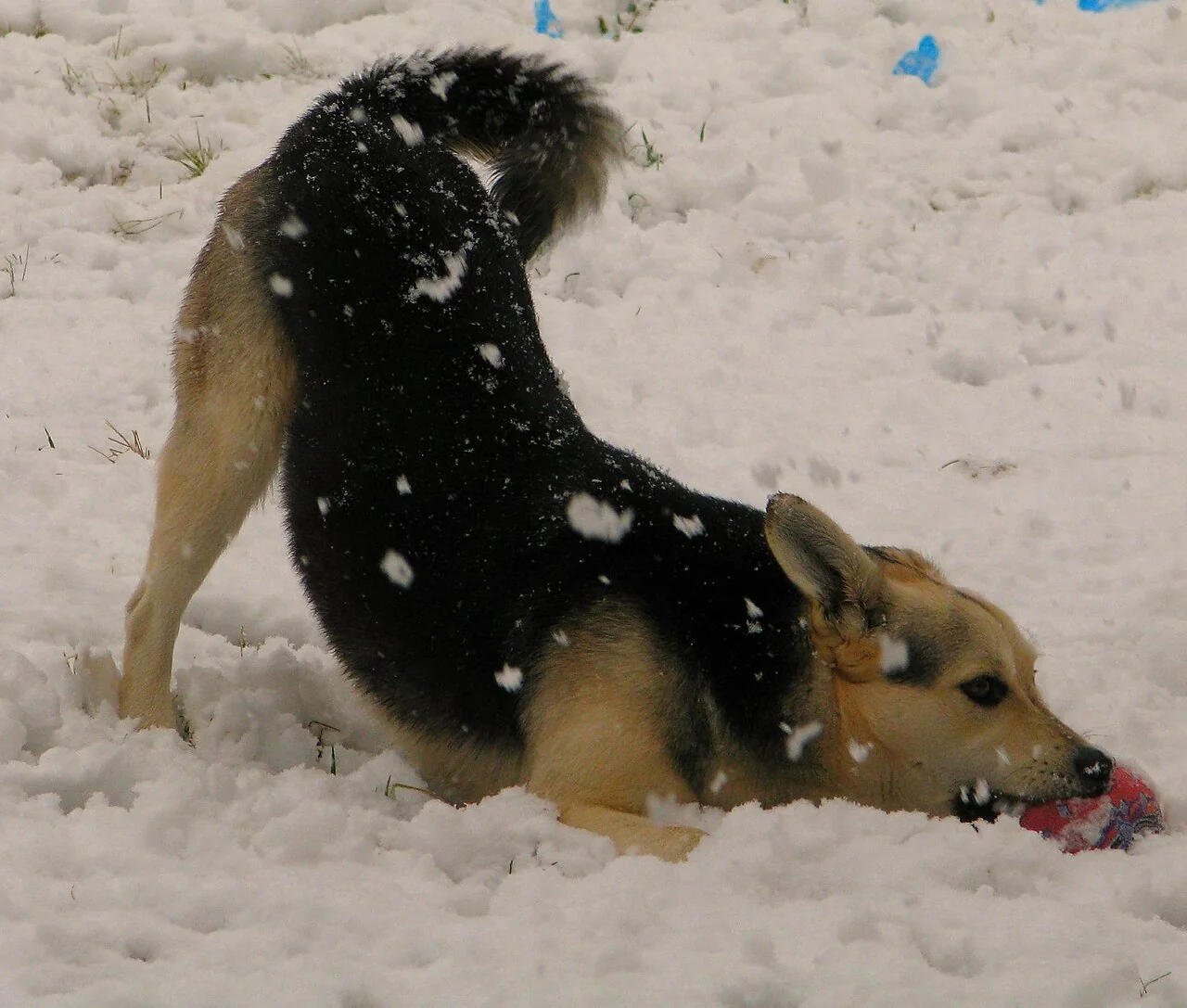 Dog Gifts That Get Used After the Wrapping Comes Off