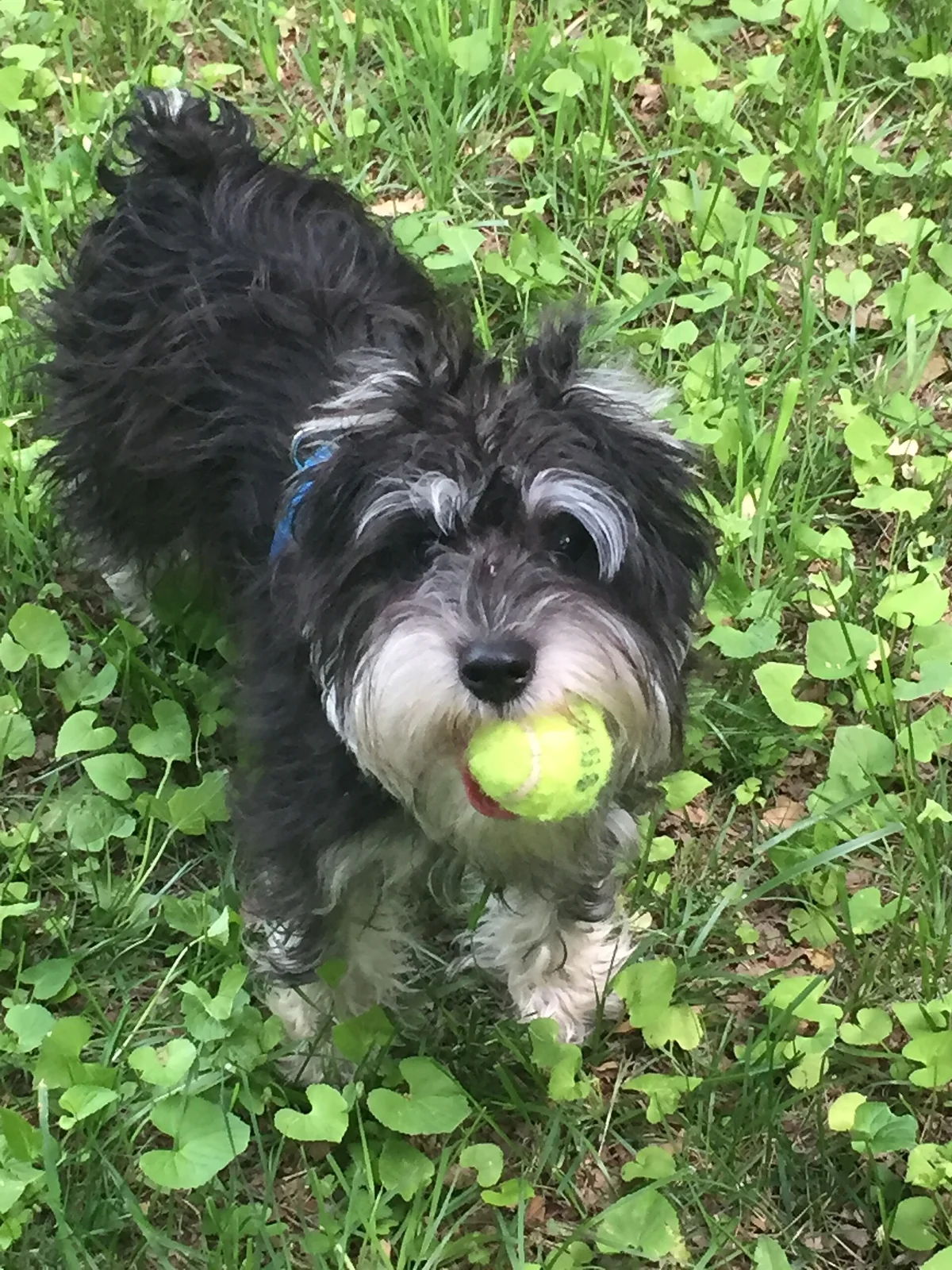 Buying Lower-Waste Dog Accessories Without the Greenwash