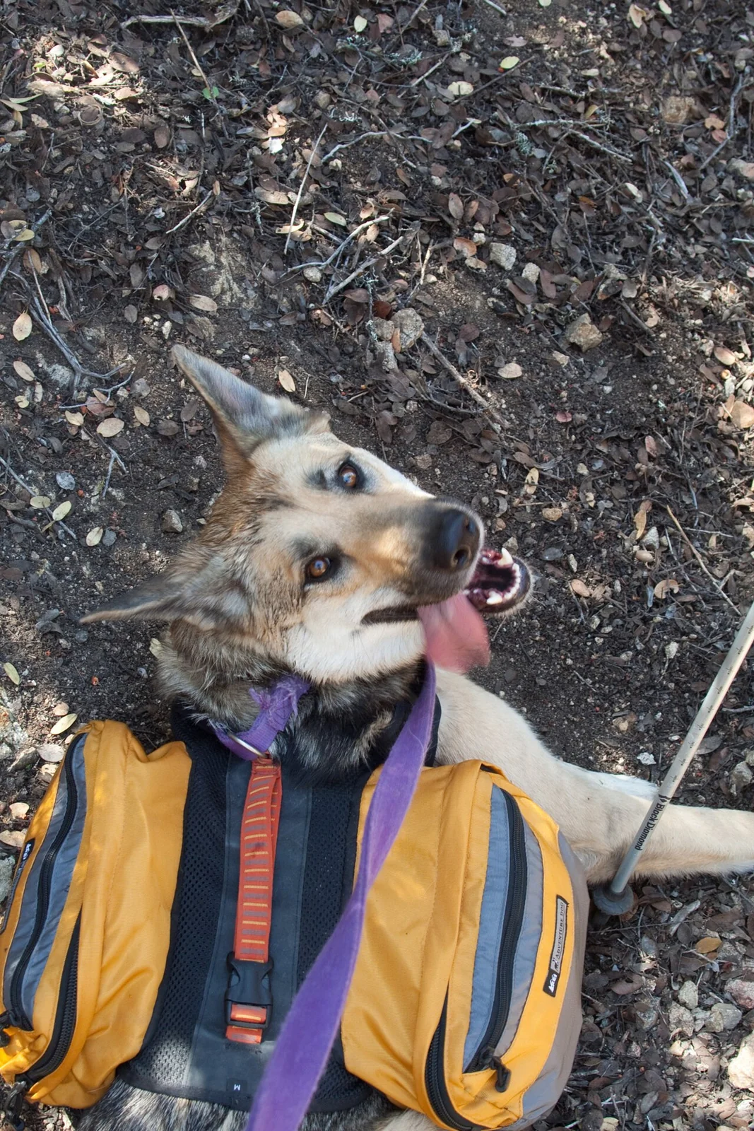Dog Accessories on a Budget: Spend Where It Helps