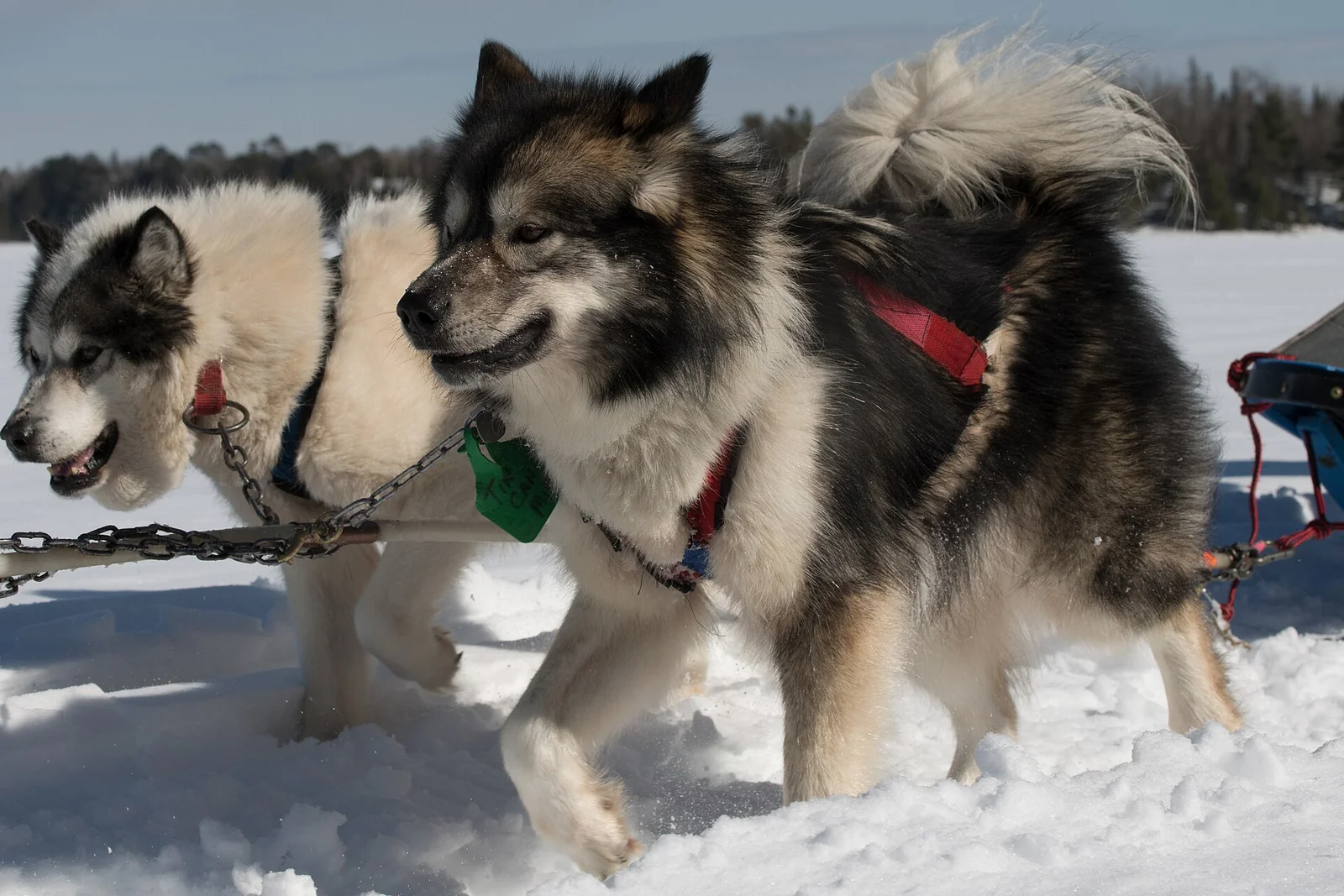 Buying for Your Dog: Fit, Use and Value Before the Sale Price