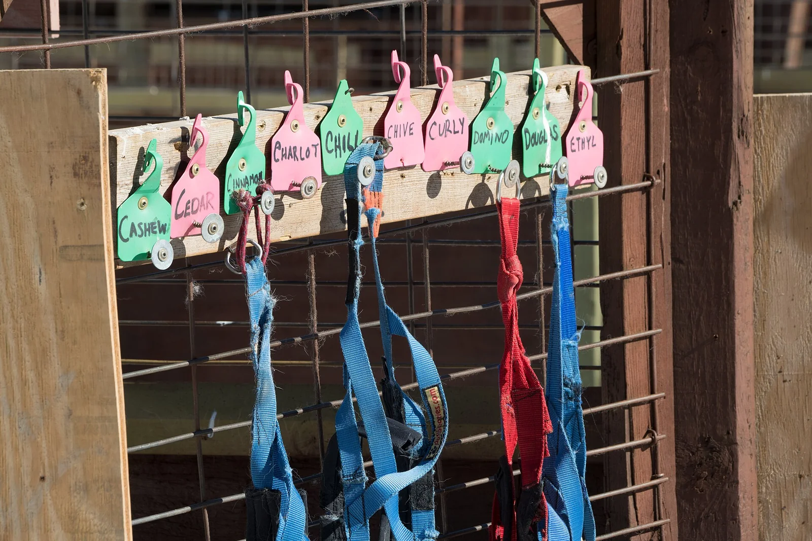 How to Choose a Dog Accessories Shop—and the Right Gear
