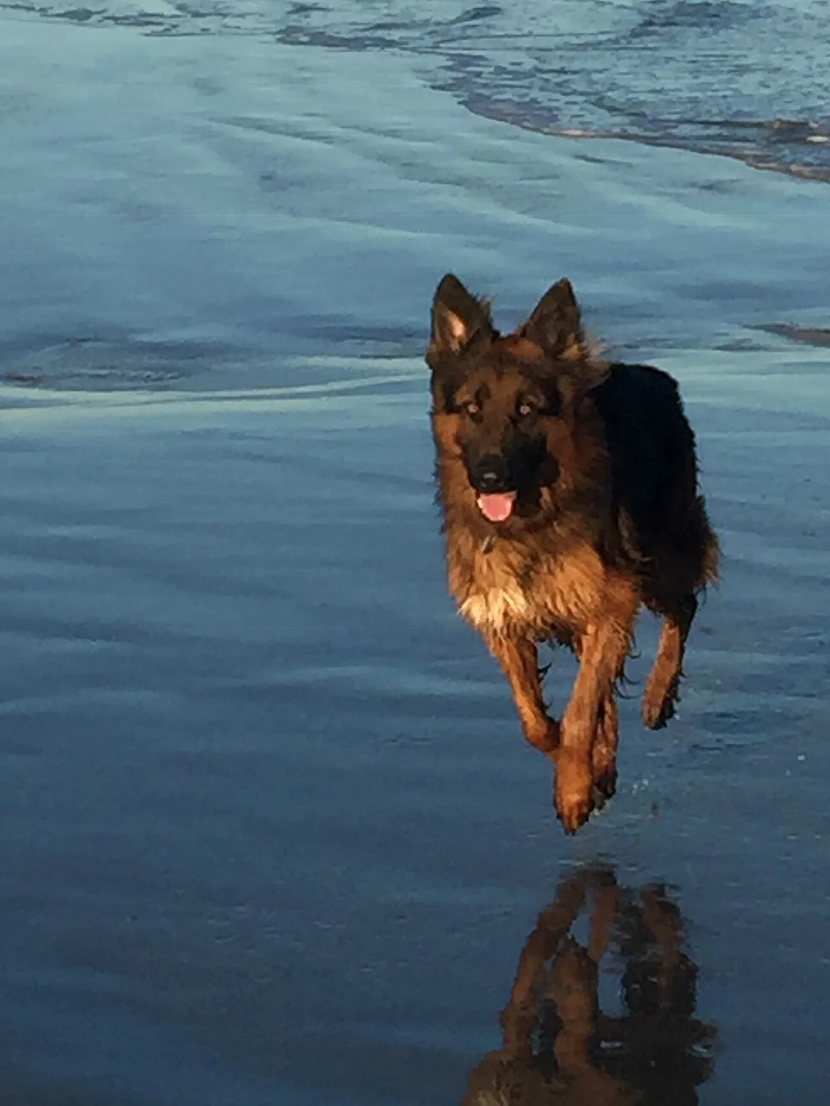 German Shepherd running through shallow water with its reflection visible