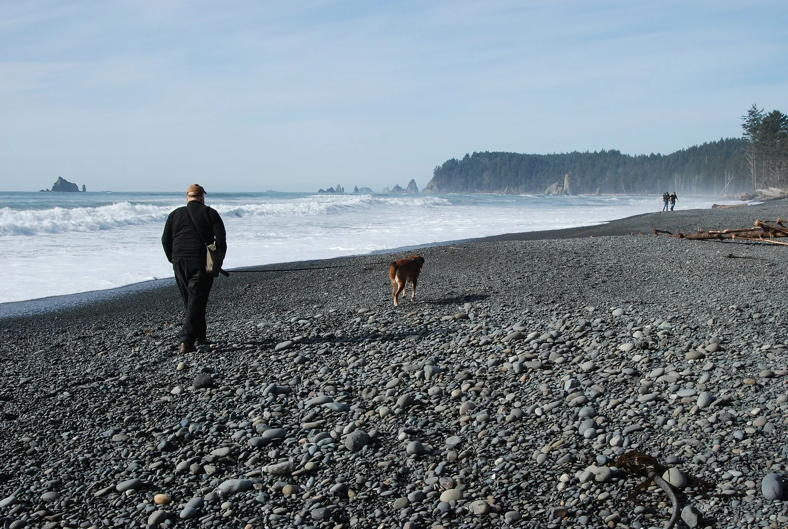 Dog Travel, Boarding and Daycare: Choose the Arrangement That Fits