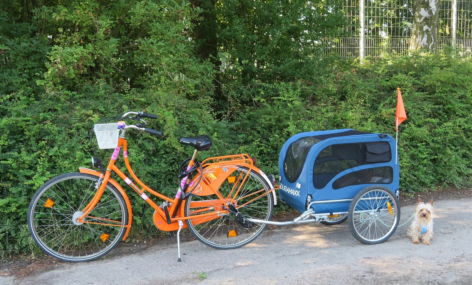 Orange bicycle with a blue pet trailer and a small dog beside it
