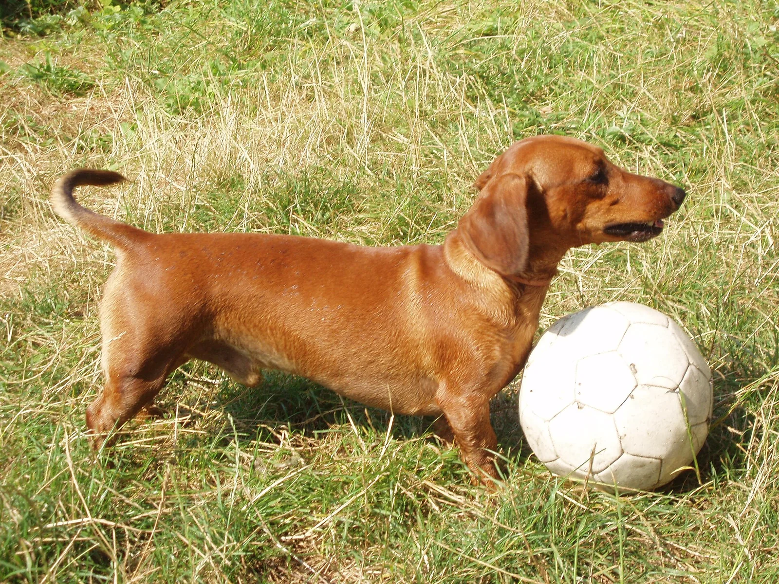 Dachshund Care: Training, Coat Colours and the Questions That Matter
