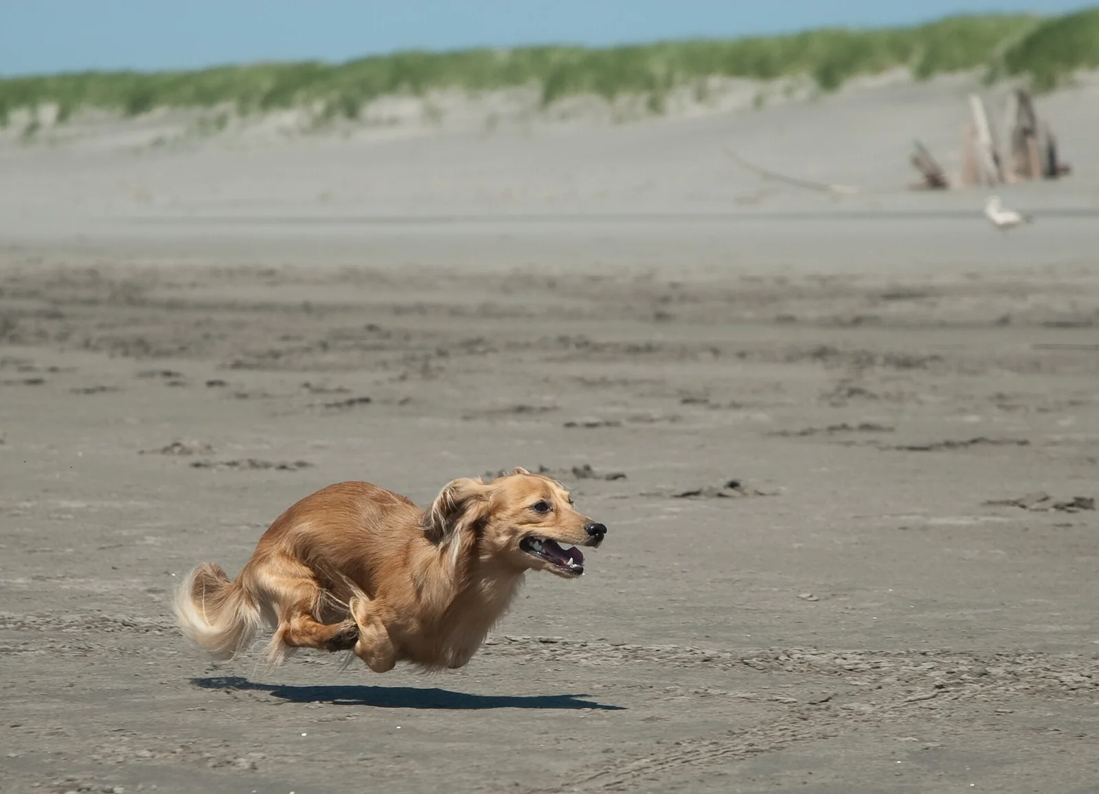 Goa’s Beach-Dog Adoption Notice: An Invitation Is Not an Adoption Count