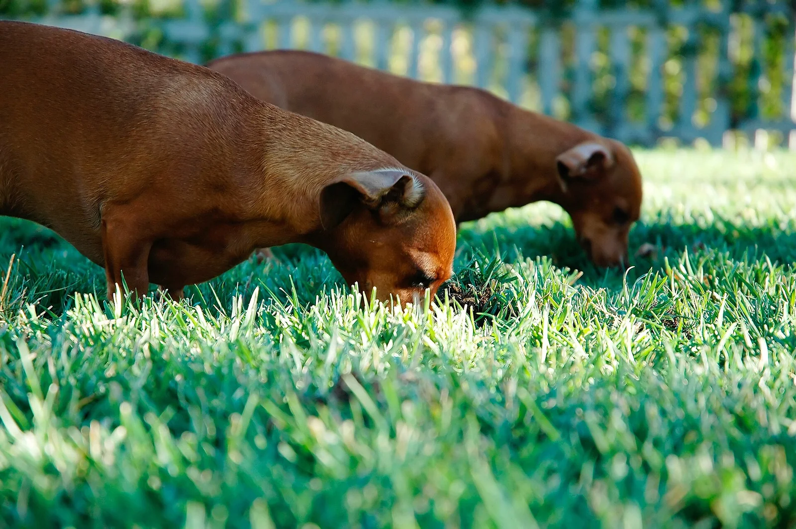 Why Does Your Dog Taste Everything, Including the Grass?