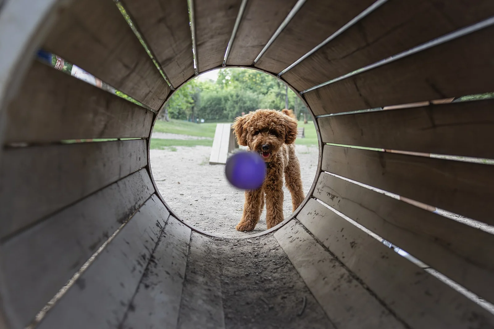 Dog Training Videos: How to Choose Advice Worth Practising