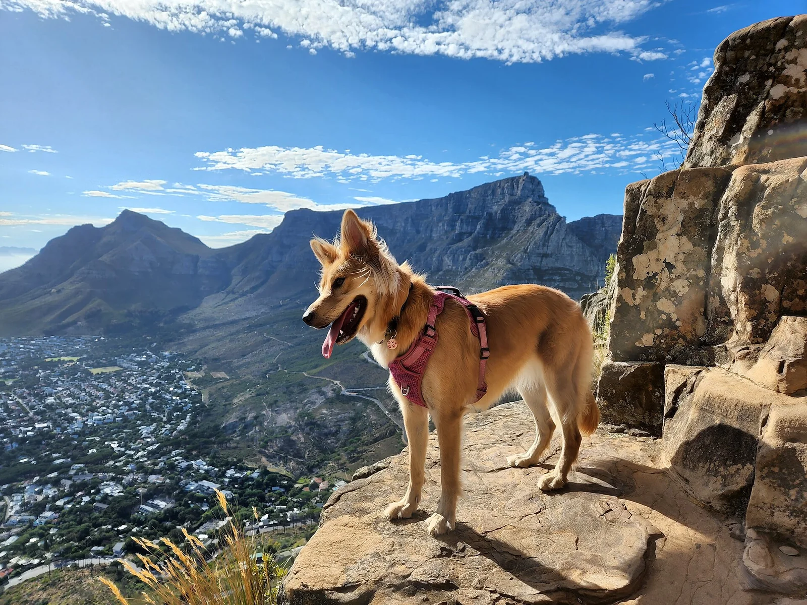 Julie Stayed Near Her Owner After a Fatal Trek at Rajgad Fort
