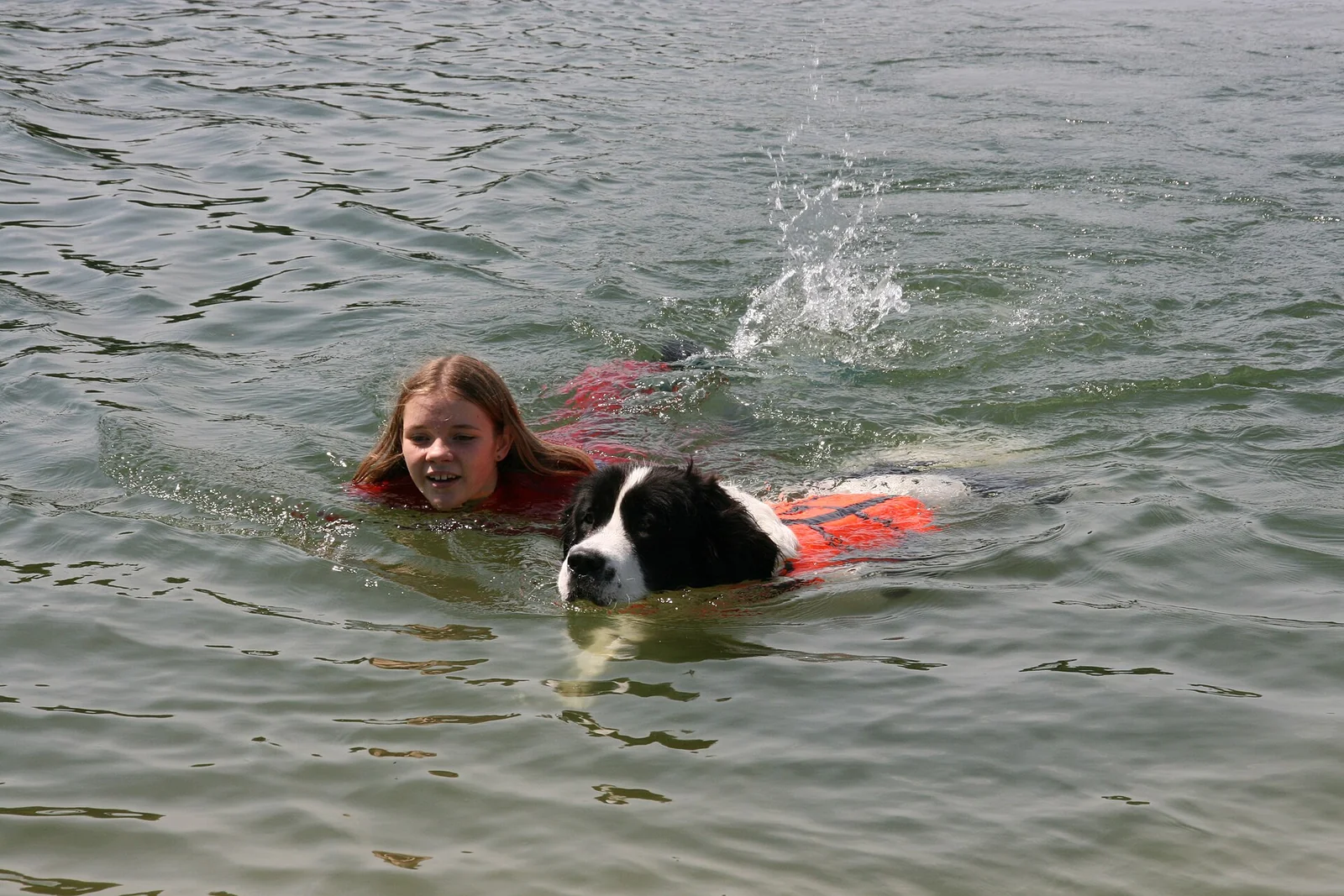Dog Muscle Health: Use Everyday Movement and Activity Trends Wisely