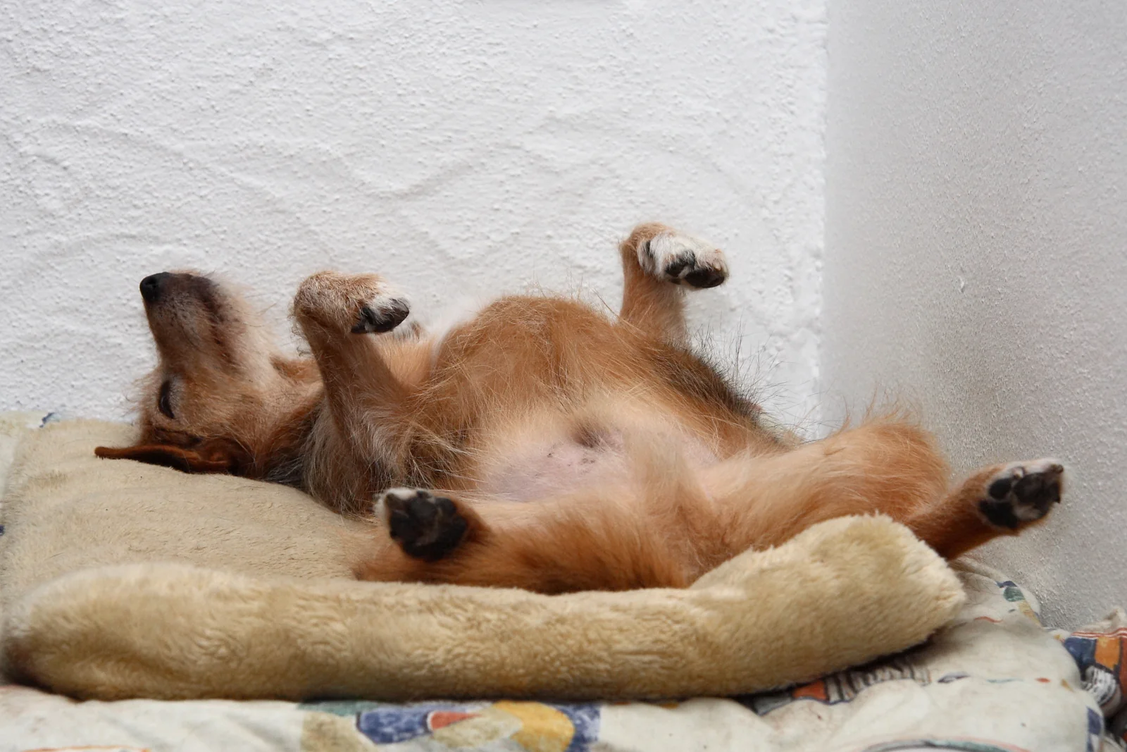 Everyday Dog Accessories: Set Up a Home That Works