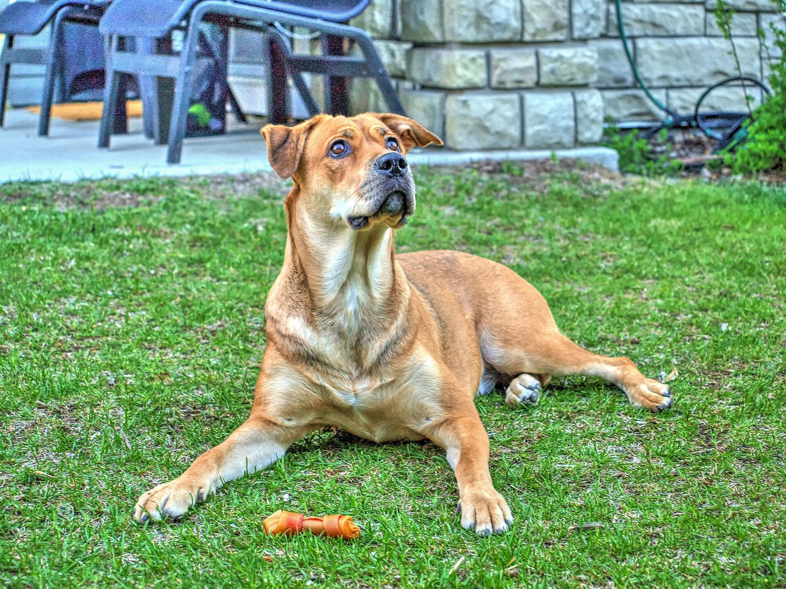 Adding a Dog to a Multi-Pet Home: Compatibility Comes First